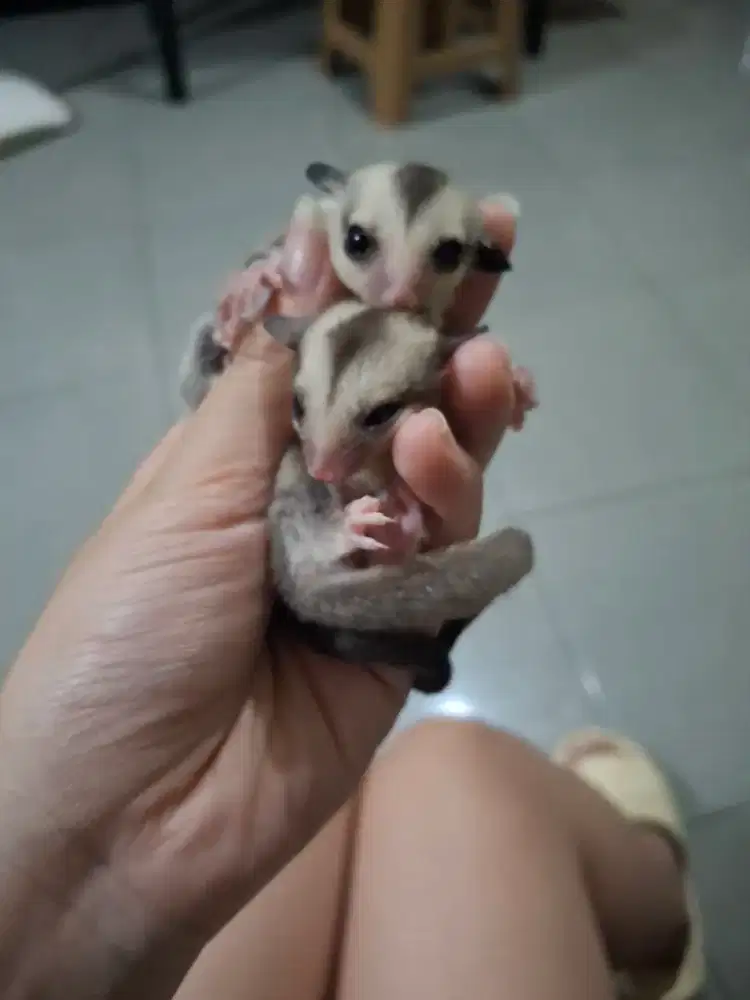 Sugar Glider Classic Grey Betina (harga per ekor)