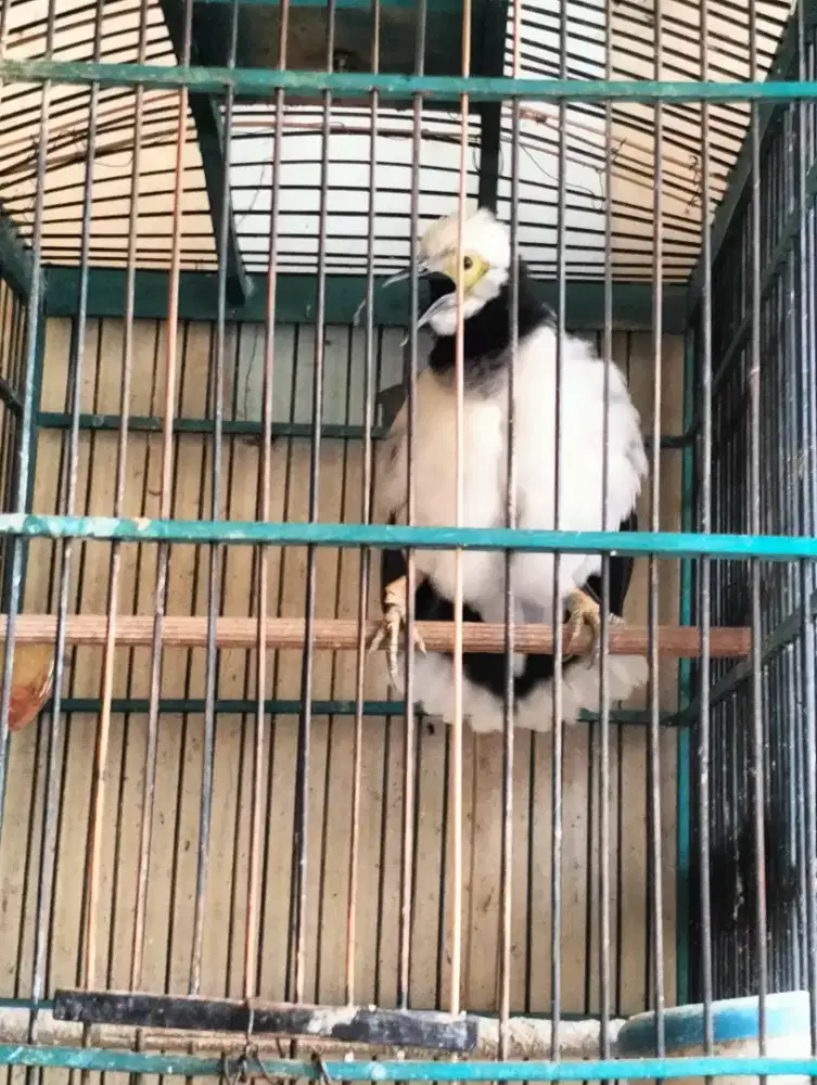 Jalak Hongkong Jantan - Rajin Bunyi