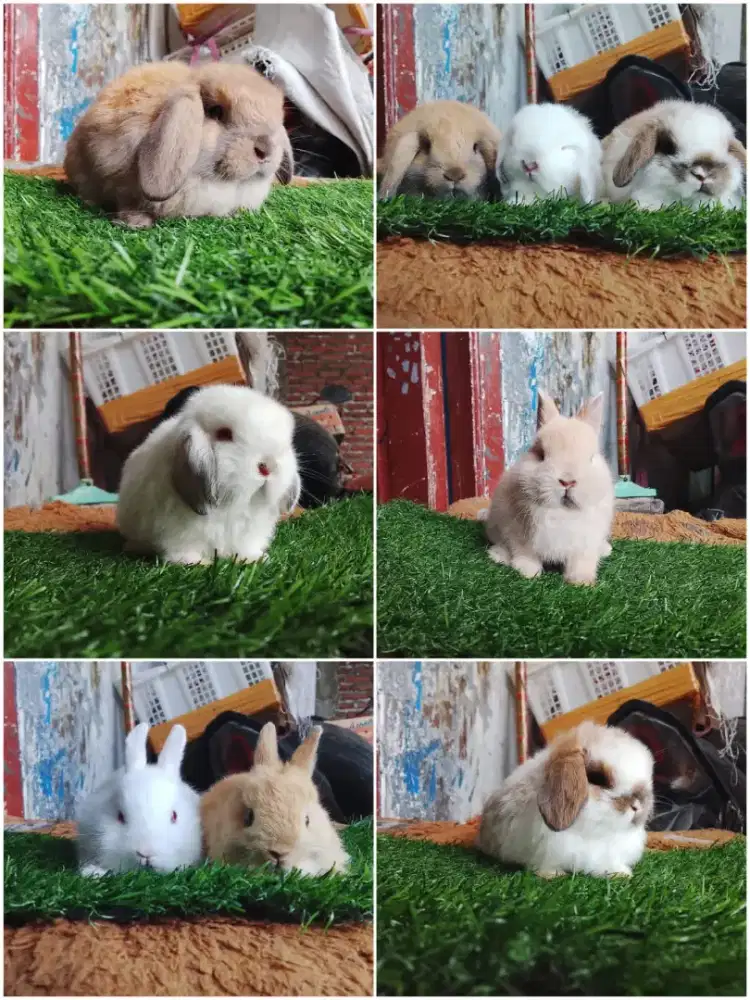 Peternakan kelinci lucu