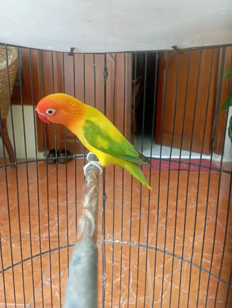 Lovebird biola green edge jantan dewasa minus