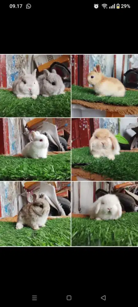 Peternakan kelinci hias