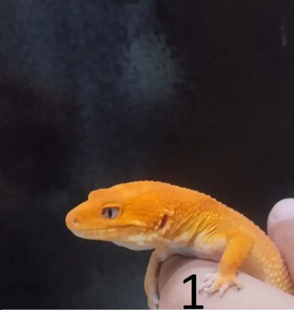 Leopard Gecko Sunglow