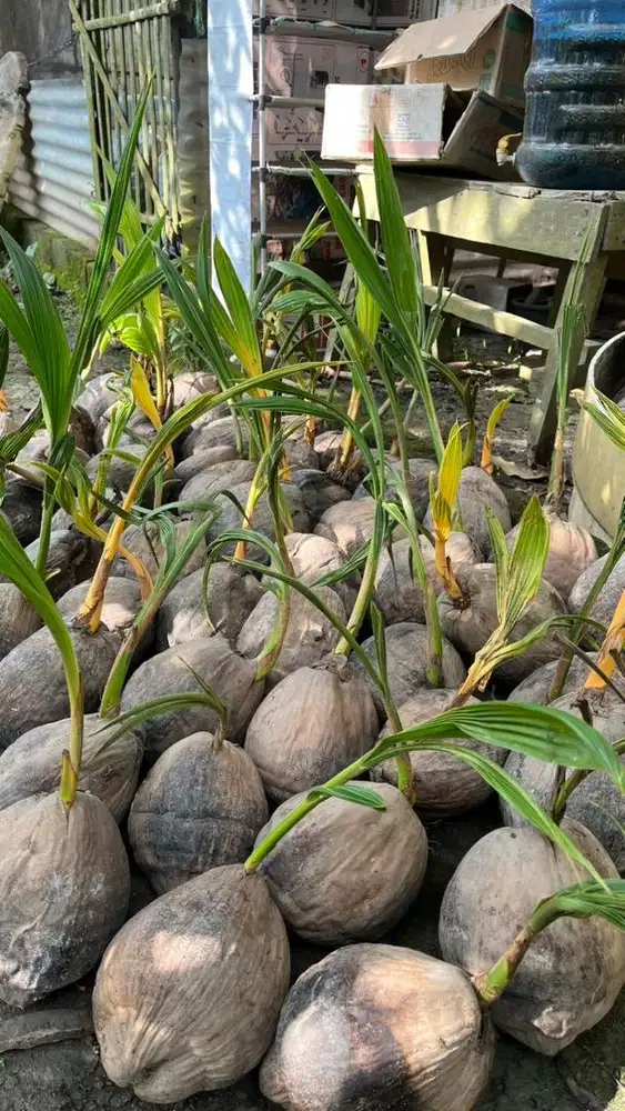 Jual Bibit kelapa Hybrida Gading & Hijau