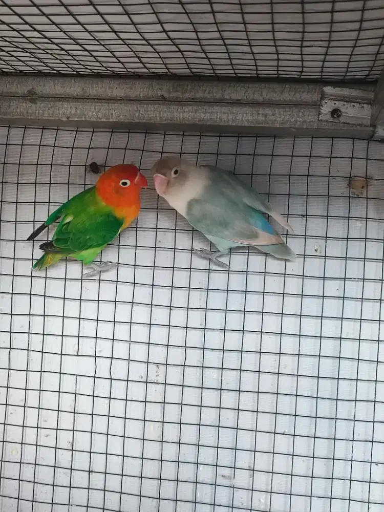 Lovebird biola green x Pasbir sepasang