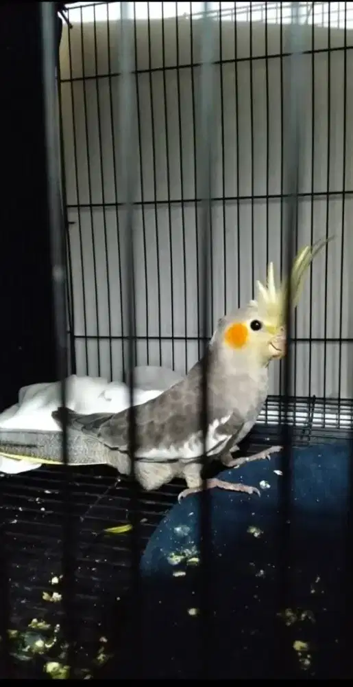 Falk Australia Jantan Warna Grey