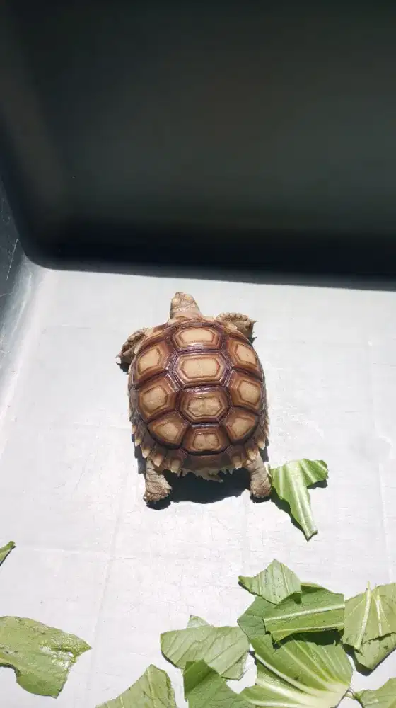 Sulcata 8 cm Dotless Dome Bagus