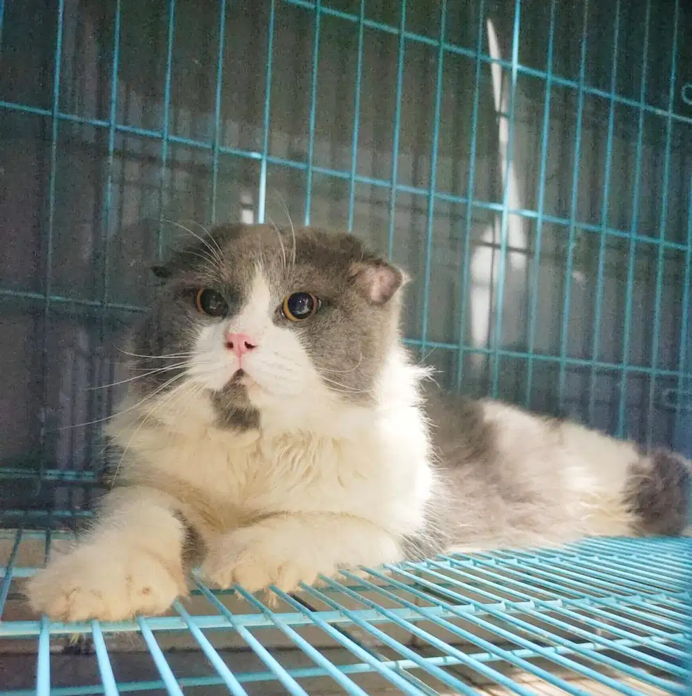 jual cepat bsh scottish fold jantan bicolor big bone