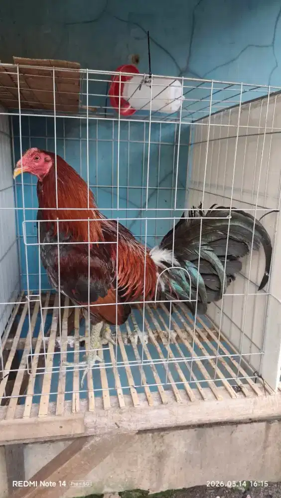 Ayam original Ak47 kayu ambua usia 1 tahun up siap indukan no minus