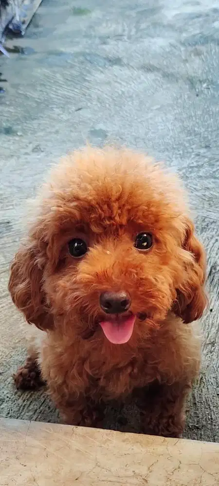 Anjing Red Toy Poodle