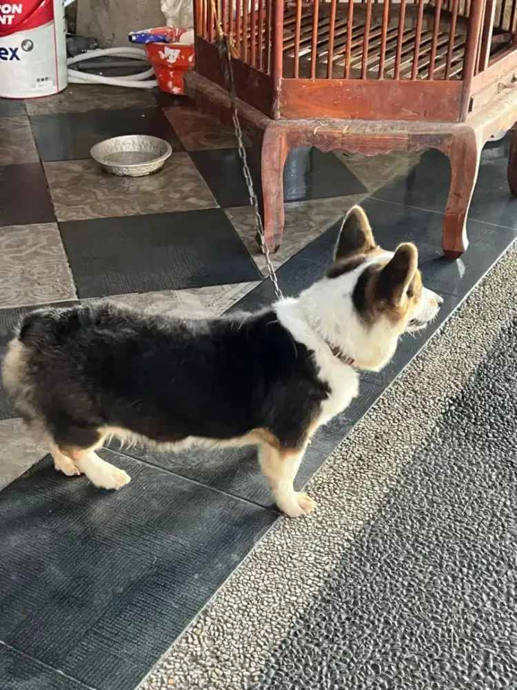 Anakan anjing corgi , jantan.