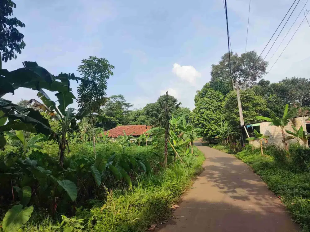 Kebun Duku Produktif 1.400m² Pinggir Jalan! Panen 4 Kwintal+ Bisa Jadi Passive Income