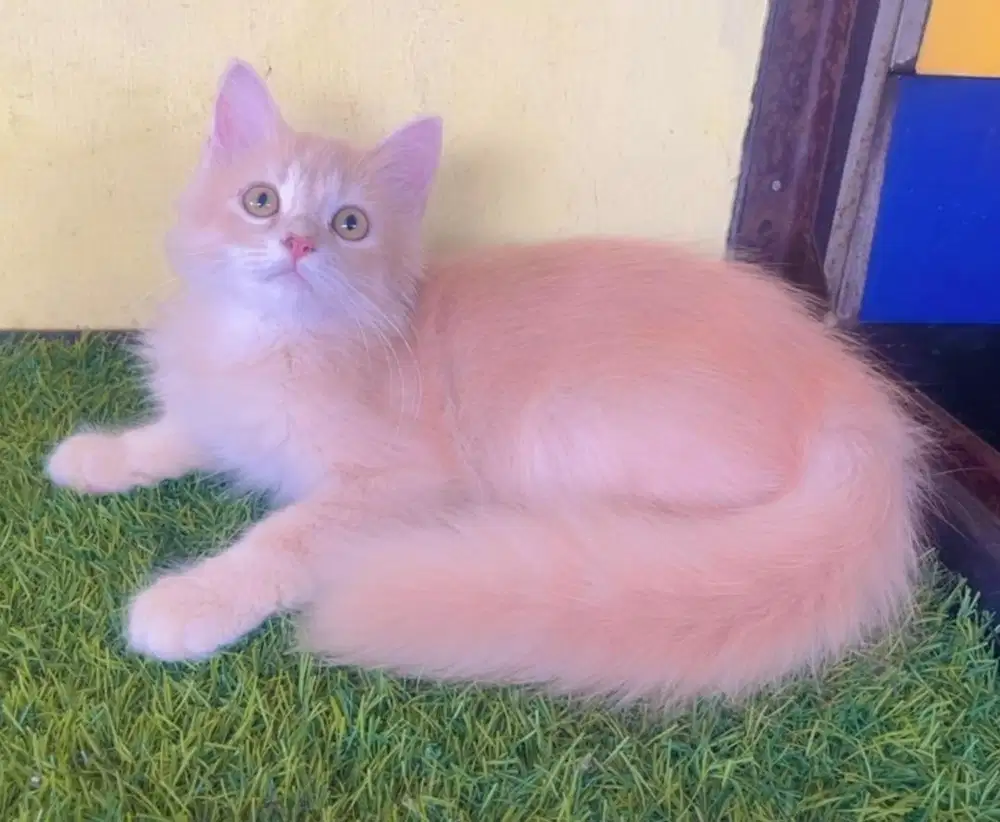 Kucing ras persia jantan ekor kemoceng