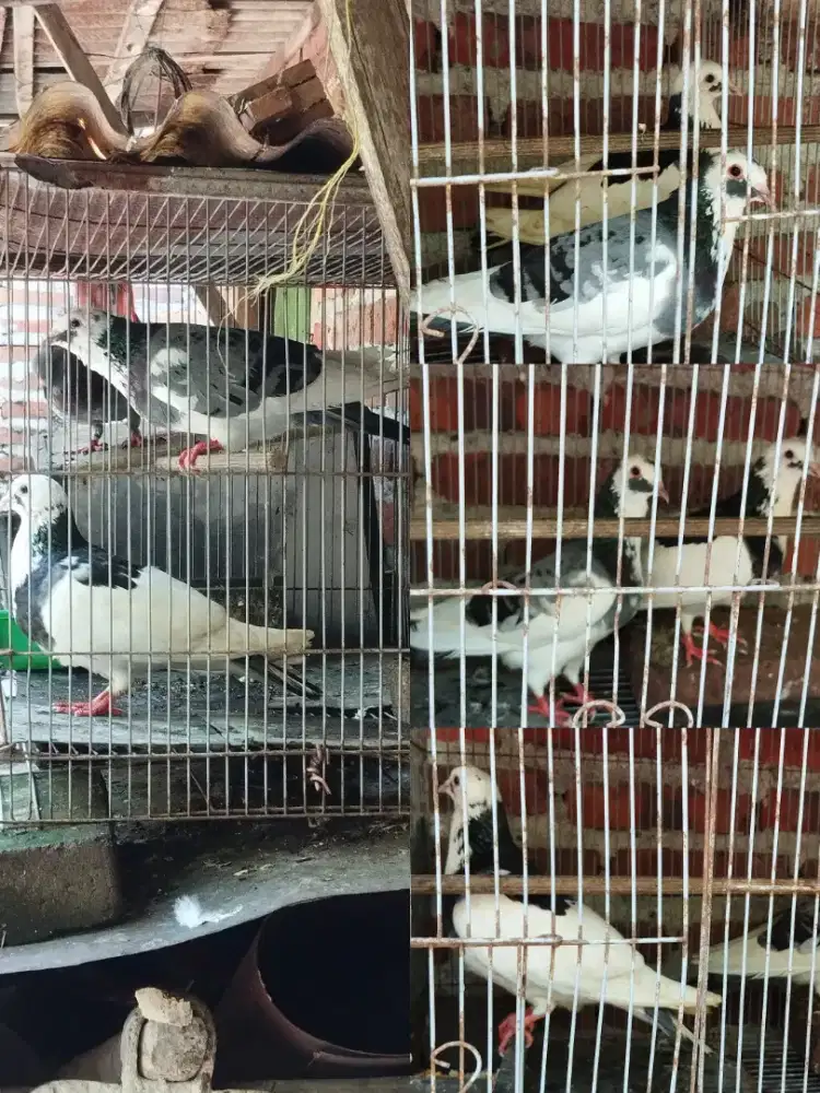 Jual Burung Merpati Plontang 1jodoh,150K Lokasi Polresta Baru Sidoarjo