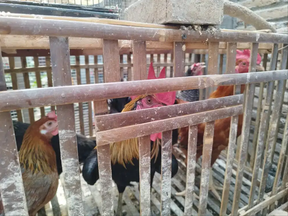 Ayam Pejantan KPU 3 (Kampung Petelur Unggulan)