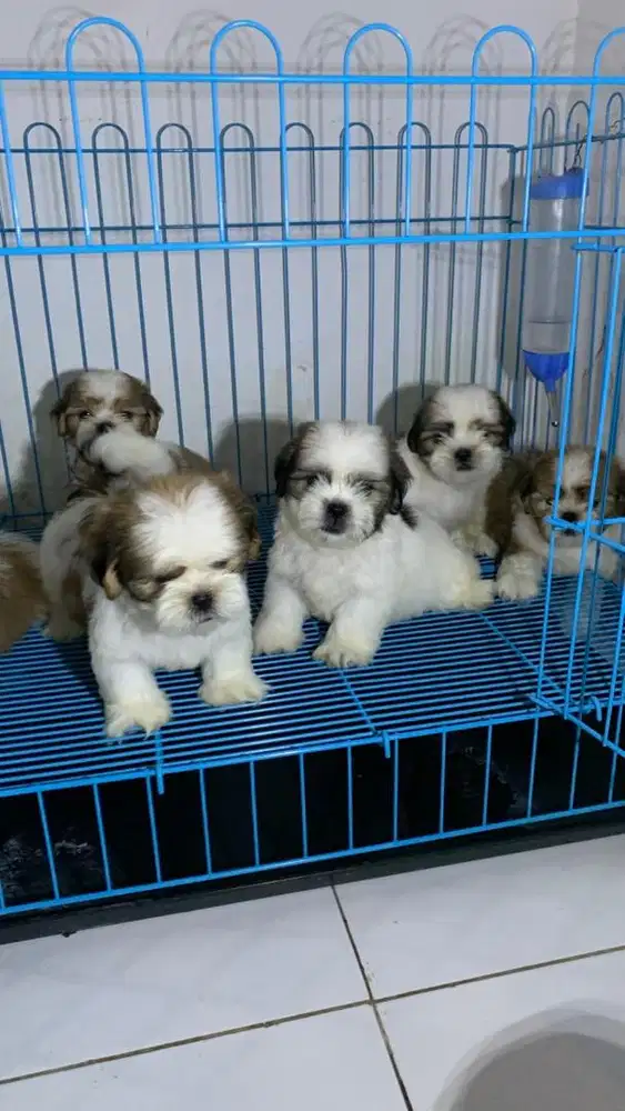 surabaya Anjing shihtzu shih tzu shitzu shitsu sitzhu