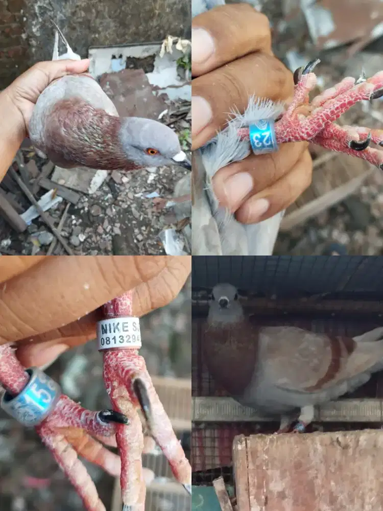 Jual Burung Merpati Kentong 1jodo,100K Lokasi  Polresta Baru Sidoarjo