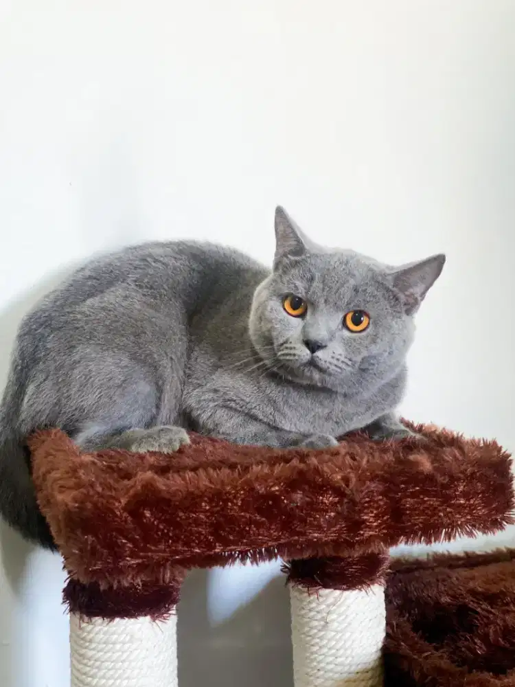 BRITISH SHOR HAIR BSH