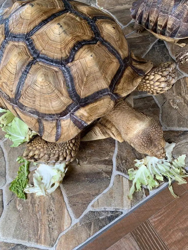 Kura-kura sulcata 70cm