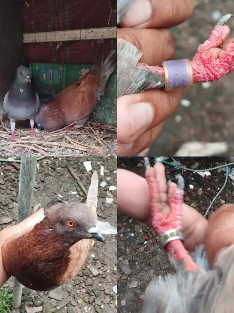 Jual Burung Merpati Kentong 1jodo,150K  Lokasi Polresta Baru Sidoarjo