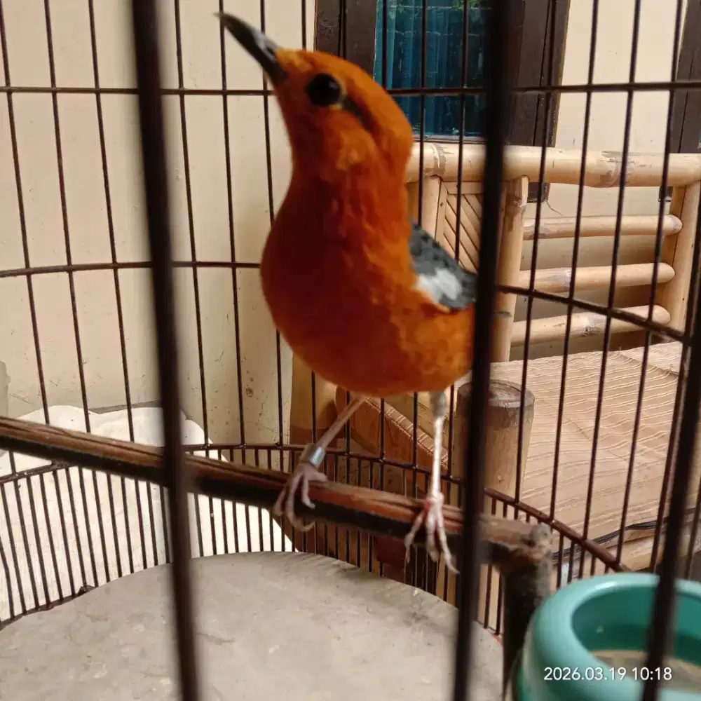 jual anis merah ring zaenal PPN no mulus fs