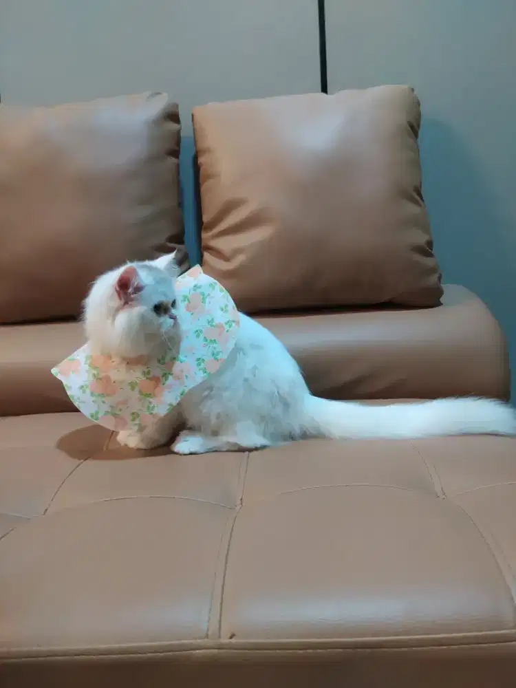 Kitten kucing persia flatnose