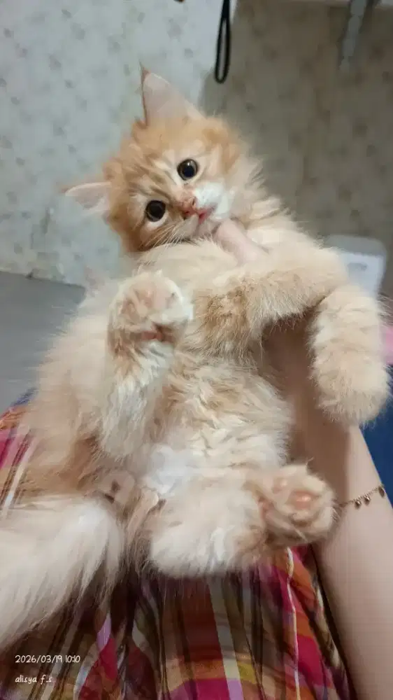 lepas adopt kitten persia betina