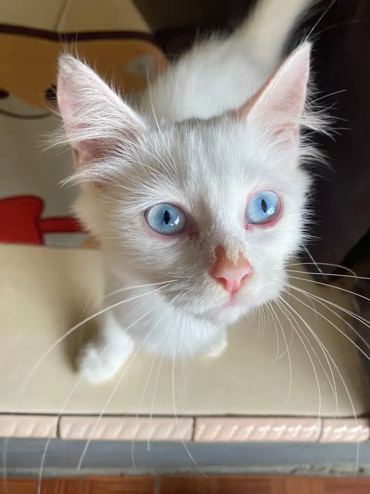 Umur 8bln,jenis himalaya