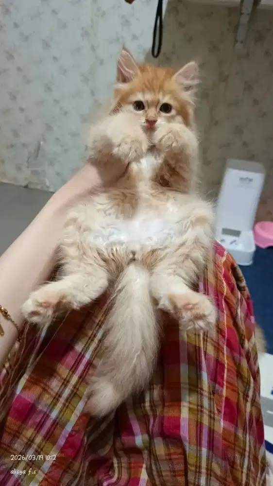 lepas adopt kitten persia