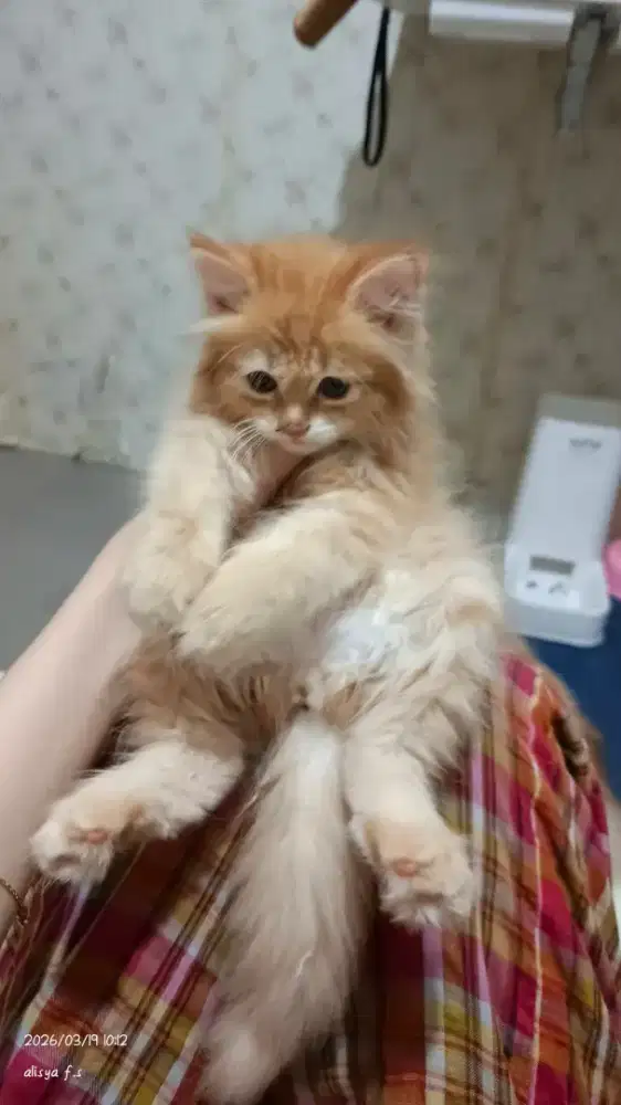 lepas adopt kitten persia betina