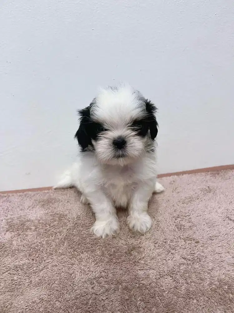 Puppy shihtzu jantan