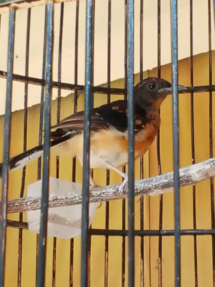 bismillah dijual murai trotol usia 2 bulan jantan burja