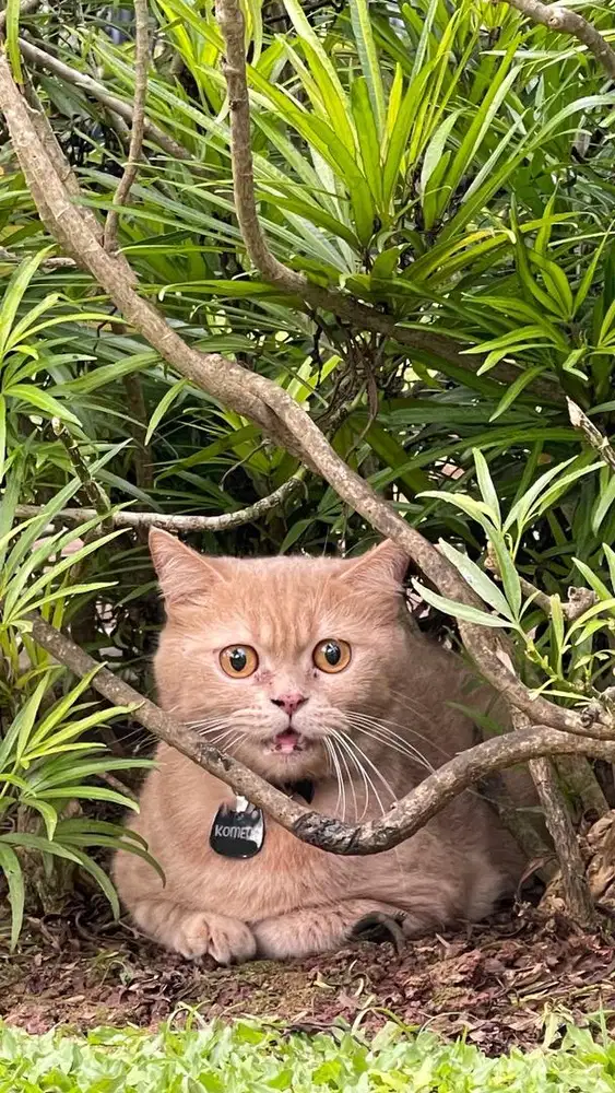 KUCING BSH GOLDEN NON PED