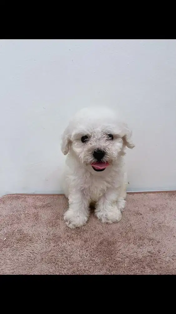 Puppy bichon Jantan