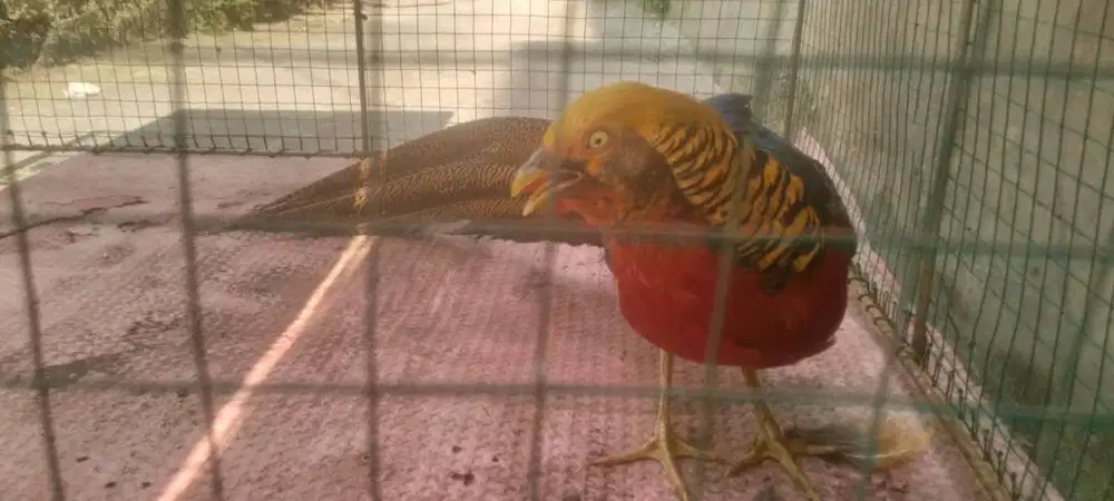 Dijual ayam phisen umur 1thn