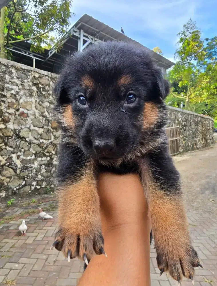 German shepherd/herder puppies