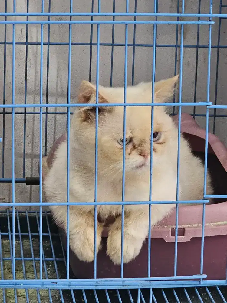 Munchkin Jantan Big Bone