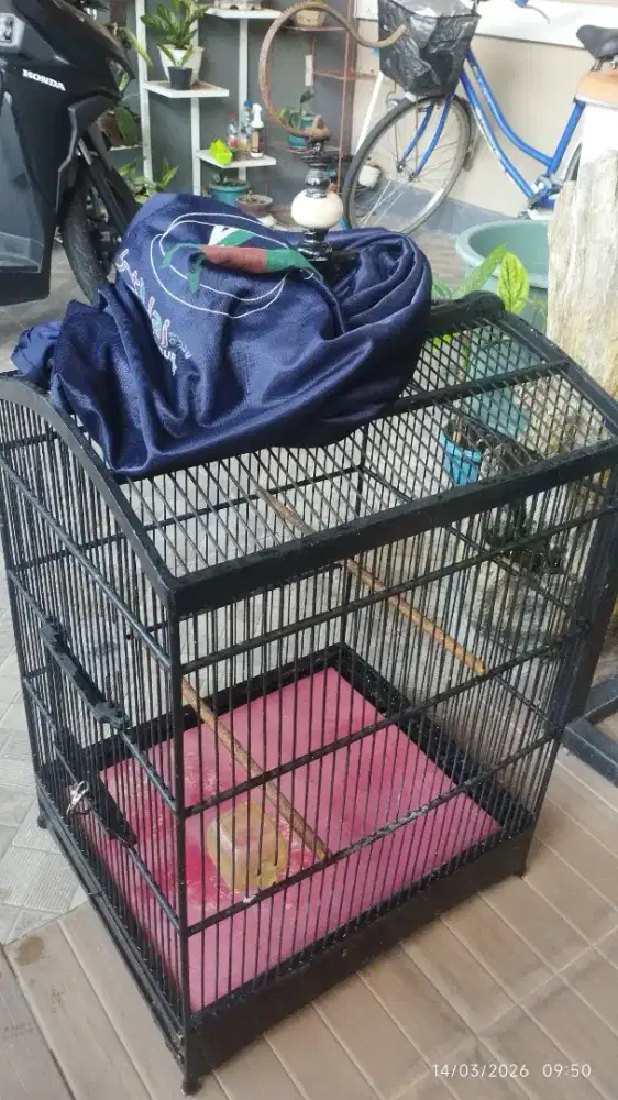 Kandang second nomor 1