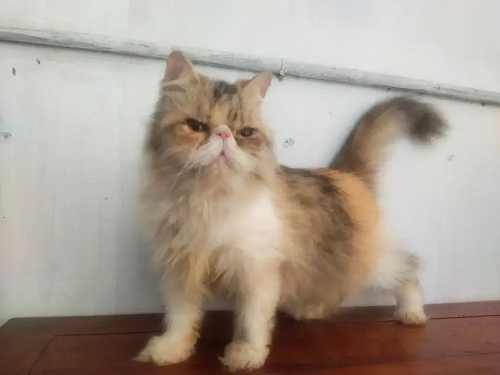 NEGO! Kucing Persia Peaknose Betina Dewasa