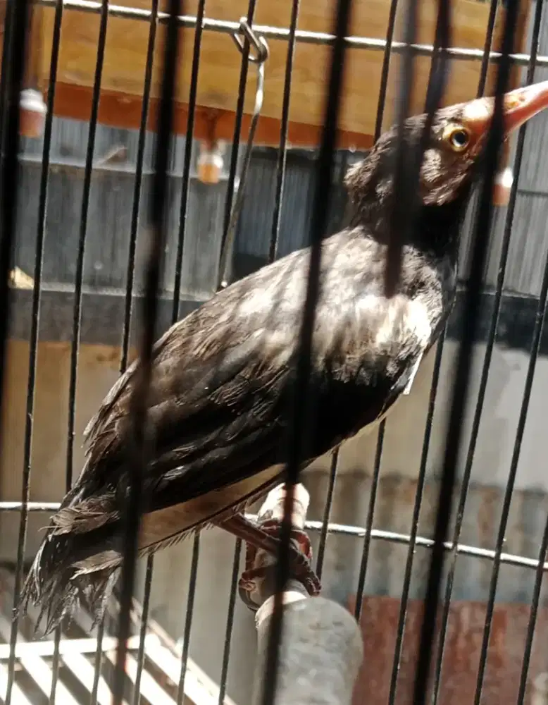 Burung jalak uren paud vor kering