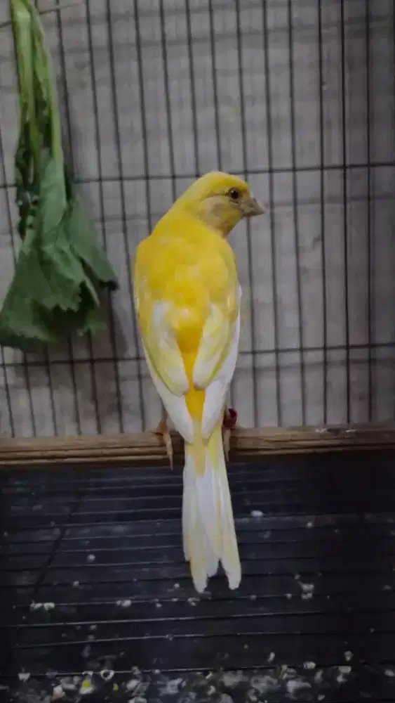 Kenari AF Rasmi Paud