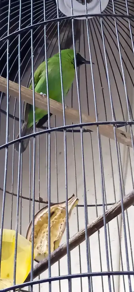 Burung cimin sdh gacor