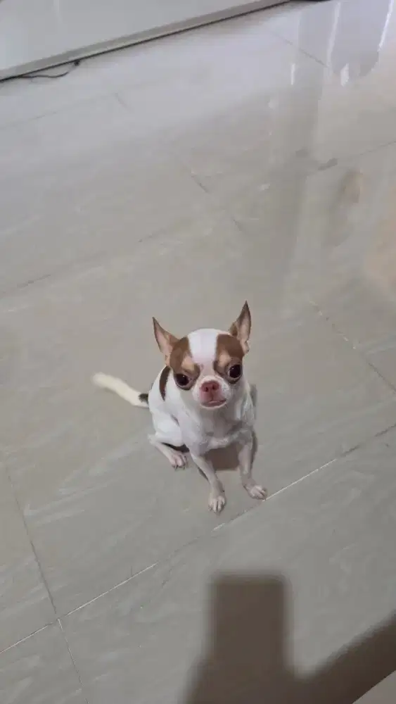 Dijual anjing chihuahua