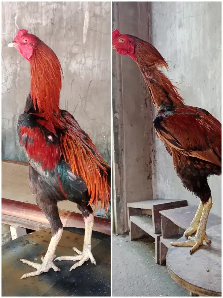 Ayam jago borongan murmer
