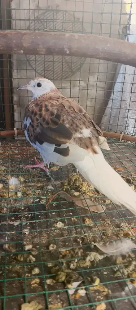 Leo plangkon umur 3 bukan anakan 2x3