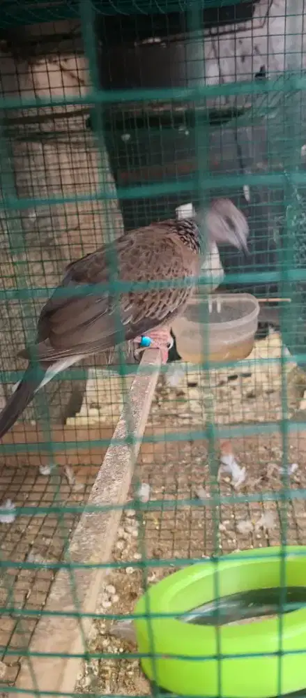 Tekukur wild umur 4 bulan trah 5x7 udah kedengar kuk 5$6