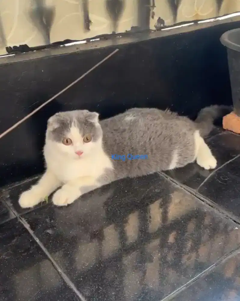 Kucing Scottish Fold Blue Bicolor Jantan 6 bulan Parent Pedigree