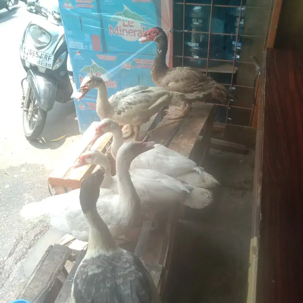 Entok wos muda dan tua borongan 6 ekor