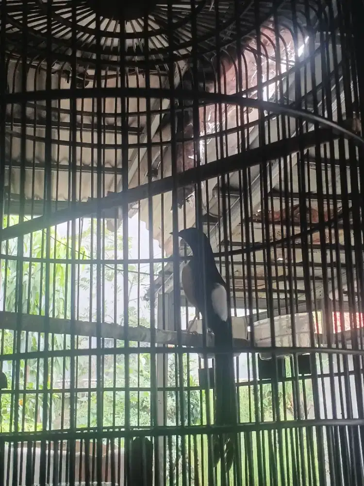 Di jual burung murai Gacor ekor panjang pakai Ring
