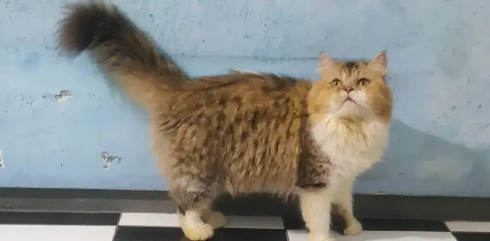 Persia Indukan (Hamil)