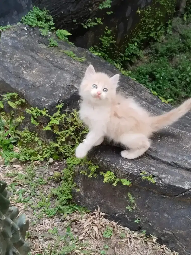 Kitten/Persia/Mixdom/Kitten Persia/Kucing